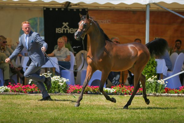 Ducatti Arabian colt