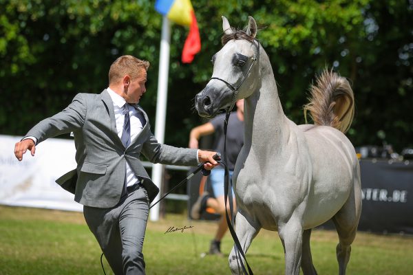 Wayan Arabian gelding