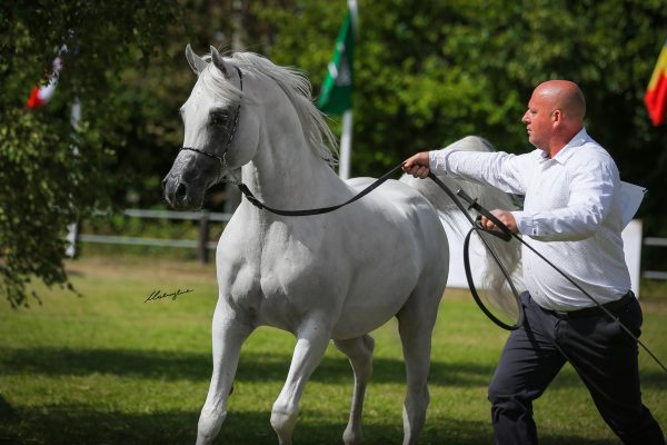 Hypnotic Ibn Navarrone-D Arabian stallion