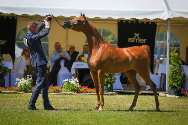 Marama DA Arabian filly