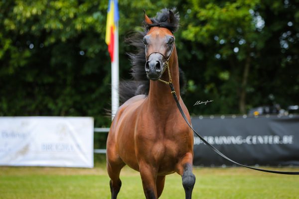 Rasheed DA Arabian colt