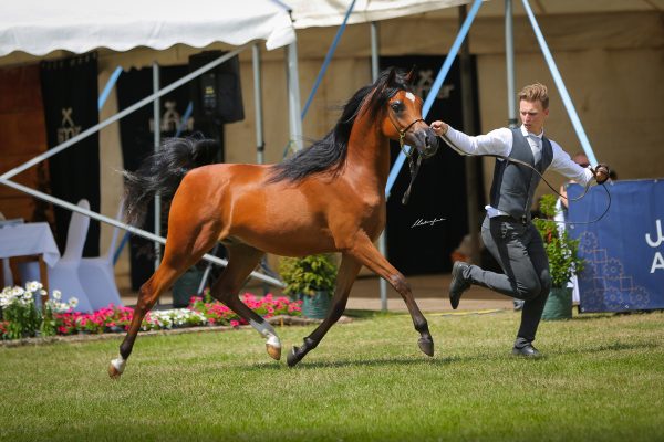 Ender K.A. Arabian gelding