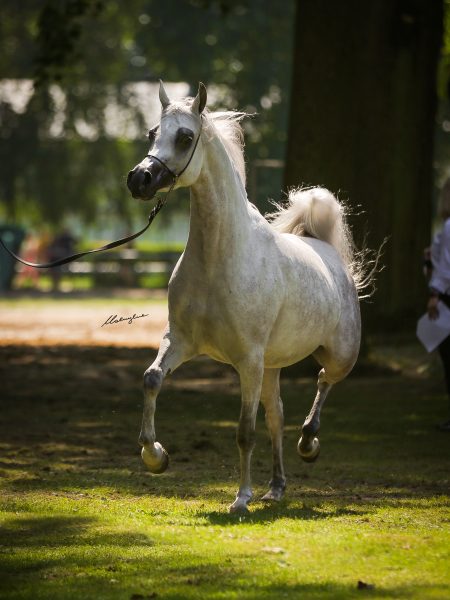 El Esmera