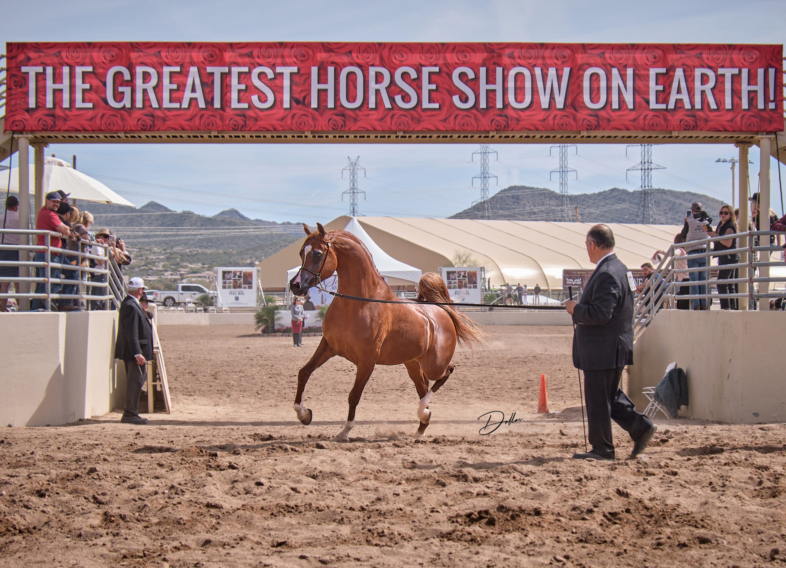 Scottsdale Arabian Horse Show 2023 The Arabian Magazine