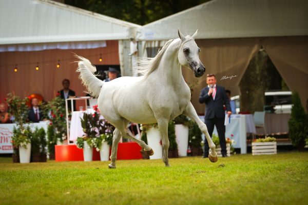 grey mare Pride of Poland