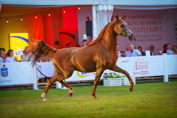 chestnut stallion