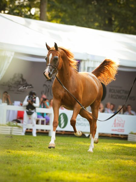 chestnut mare