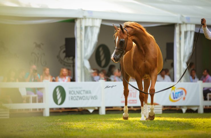 Chestnut horse at the Pride of Poland