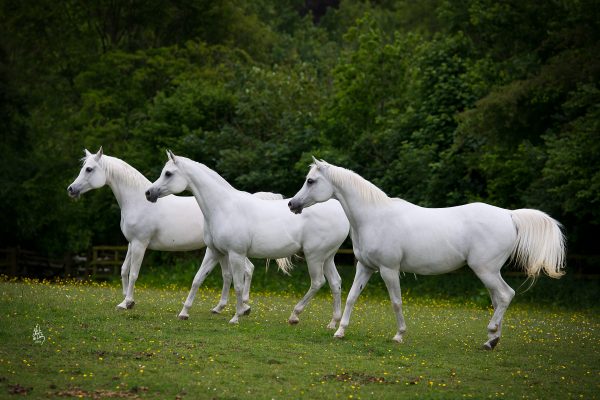 SHF PEARLIE MAE / MAESTA / EMILDA / GREY MARES / PASTURE