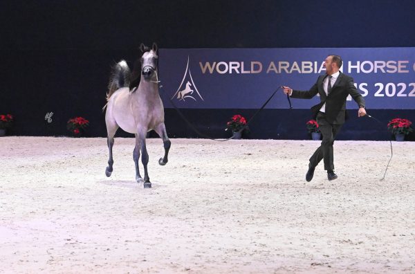 Baz Aljassimya Gold Yearling Male World Champion 2022