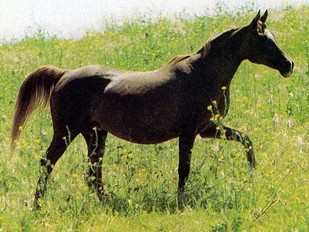 Monogramma (Knippel x Monopolia)