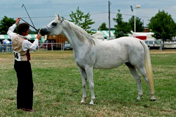 Sadisha (Edykt x Sadika). Credit Sweet Photography