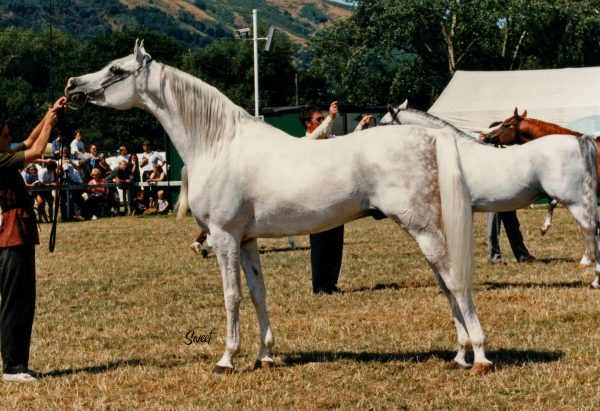 Crusader (Salaa el Dine x AK Kastana). Credit Sweet Photography