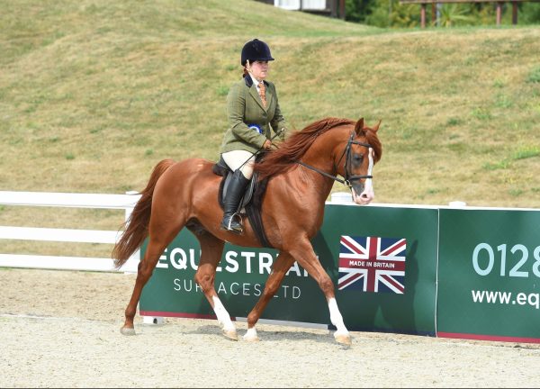 Audace Encore at the 2022 AHS National Championships pc 1st class images