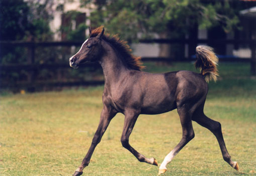 Laheeb as a foal in 1996