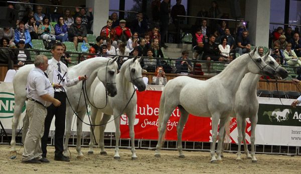 The Monogramm influence in the class for mares aged eleven and over at the 2014 Polish National Show: (l-r) 1st Georgia, 2nd Espadrilla, 3rd Laranda (by the Monogramm son Ekstern out of Larissa by Eukaliptus) and 4th Embra. Credit Shannon Lawlor