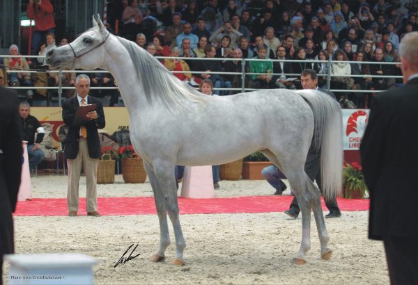 World Champion Mare Galilea (Laheeb x Georgia). Credit Erwin Escher