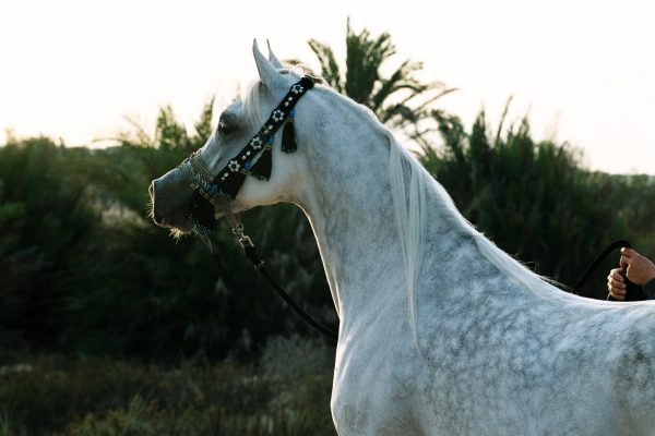  Laheeb in 2003. Credit Shira Yegar