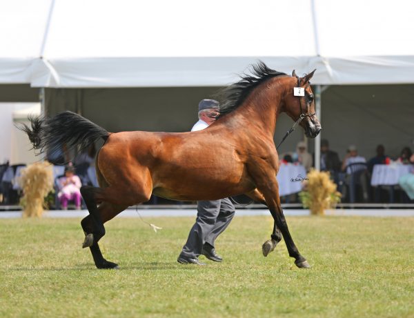 Dama Kier (Gazal al Shaqab x Demona by Monogramm). Credit Sylwia Iłenda