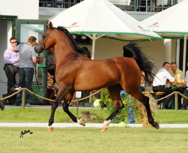 Drabant (Gazal al Shaqab x Demona by Monogramm)