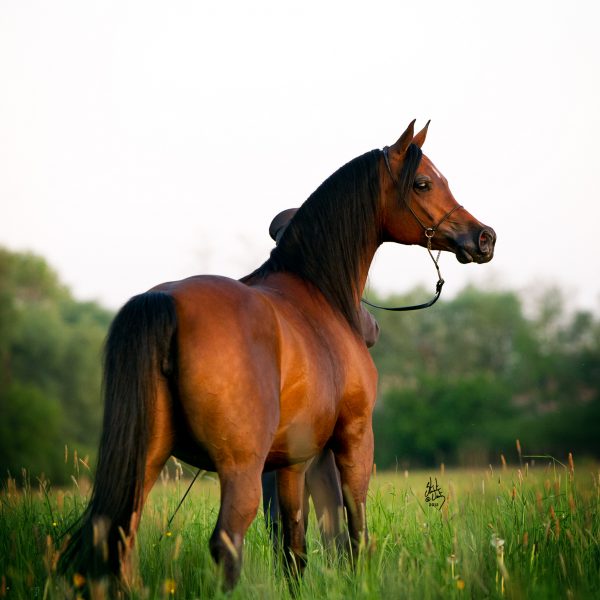 Ejrene (Gazal al Shaqab x Emocja by Monogramm)