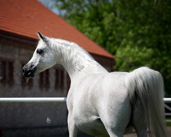 Ekspulsja (Gazal al Shaqab x Elandra by Monogramm)