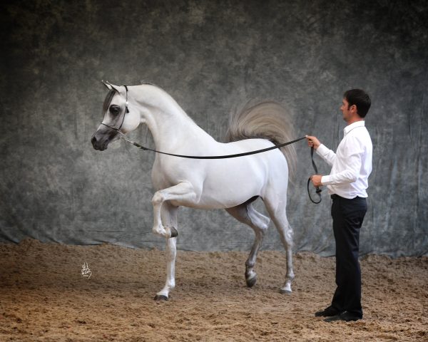 Equiborn KA (QR Marc x Espradrilla by Monogramm)