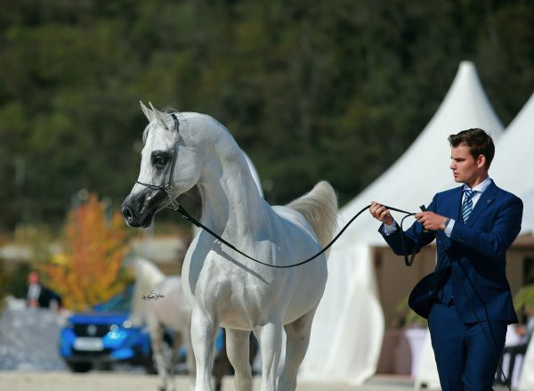 Kabsztad (Poganin x Kwestura by Monogramm). Credit Sylwia Iłenda