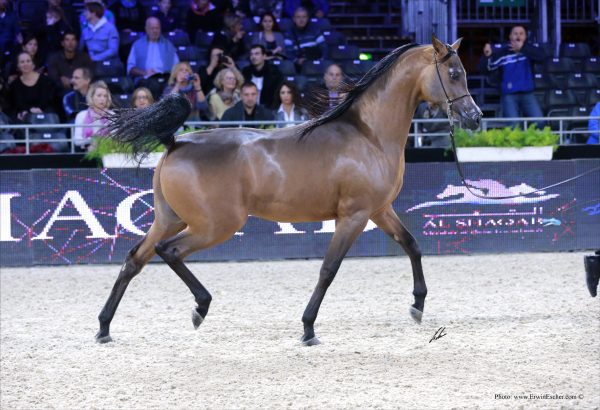 Morion (Kahil al Shaqab x Mesalina by Ekstern) - double Monogramm