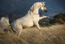 Om El Sinon Om El Sinon