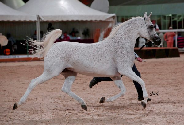 Norma (Gazal al Shaqab x Nina by Monogramm). Credit Sweet Photography