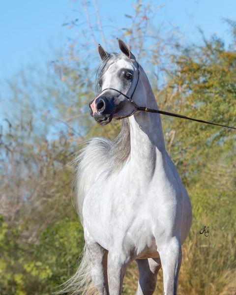 Om El Belasina (Om El Sinon x Om El Beladeena)