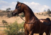 Om El Shawan Om El Shawan