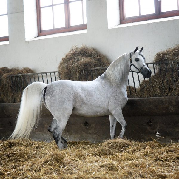 PISTORIA - 2004 - (GAZAL AL SHAQAB x PALMIRA (BY MONOGRAMM)