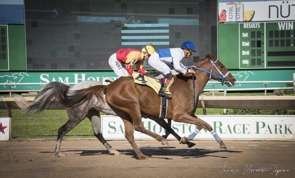 36th Annual Darley Awards recognises America’s Best for Arabian Racing ...