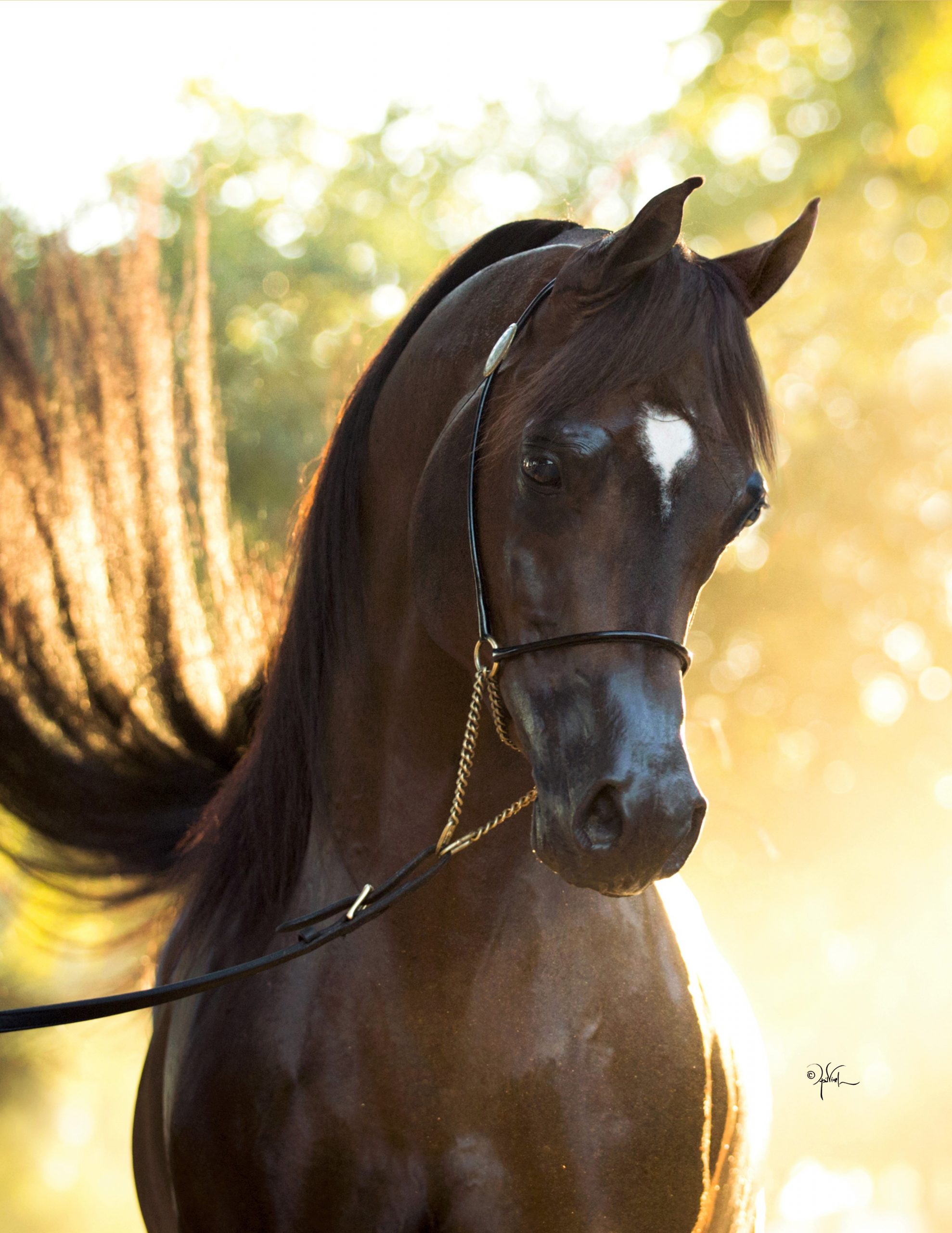 Asad Rider Royal Asad - The Arabian Magazine
