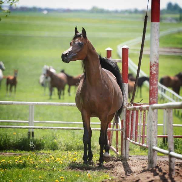 Wkra-Gazal-al-Shaqab-x-Wyborna-by-Monogramm