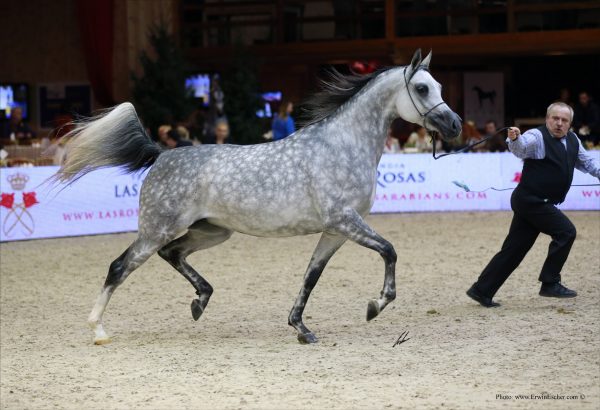 Zigi Zana (QR Marc x Zagrobla by Monogramm)