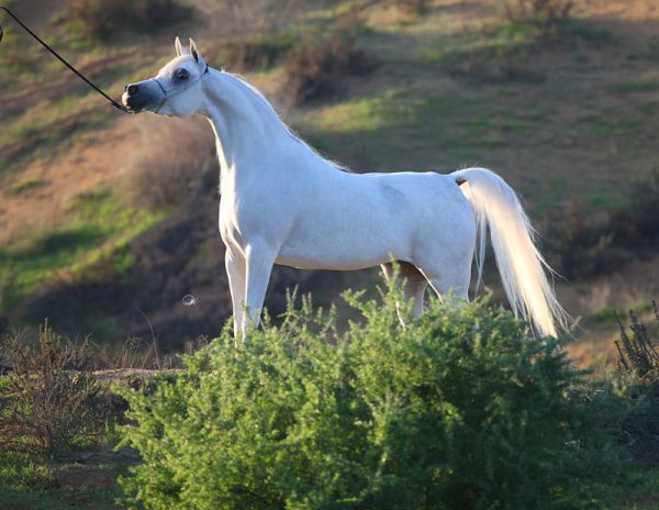 Badwaiyah AA (Laheeb x Bahiha), Silver Champion Mare at the World Championships. Credit Gigi Grasso