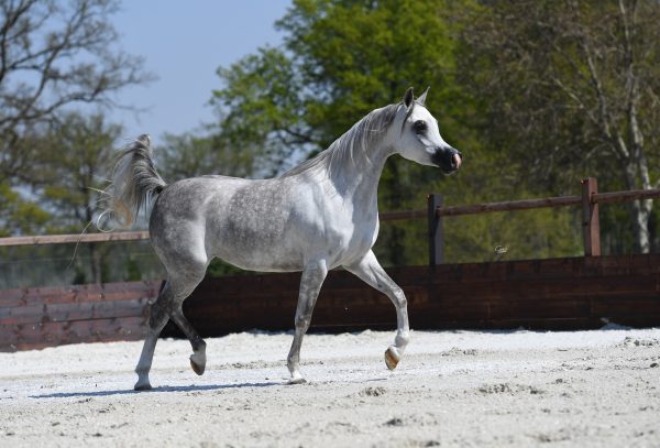 Sajida AA (Al Ayal AA x Safiyyah AA by Laheeb)