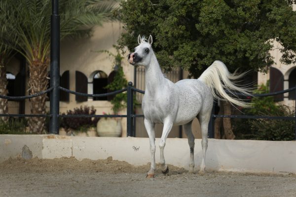  Badriyah AA (Nader Al Jamal x Baraaqa AA by Laheeb)