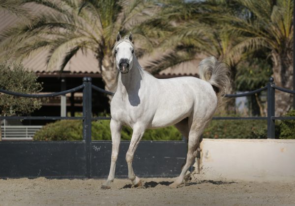 Nefertiti AA (Laheeb x Nashwah AA)