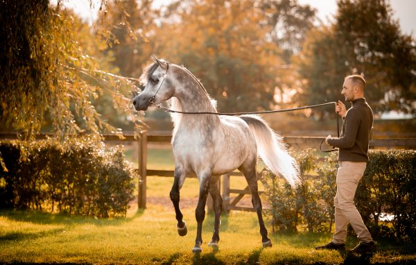 World Champion EKS Farajj (Laheeb x EKS Bint Helwah) is double Laheeb. Credit Alessio Azzali