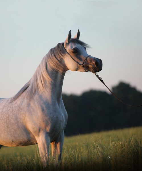 Bronze Senior World Champion Mare Wadad Zamani (Laheeb x Zena Al Buraq). Credit Gigi Grasso