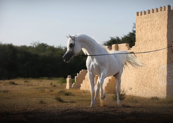 World Champion Stallion Al Lahab (Laheeb x The Vision HG). Credit Gigi Grasso
