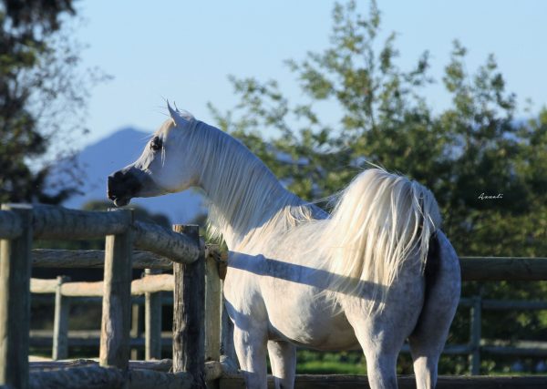  EKS Bint Helwah (Laheeb x Bint Helwah AA by Al Ayad out of Al Halah AA by Laheeb), dam of World Champion EKS Farajj. Credit Alessio Azzali