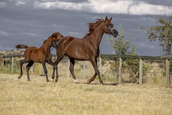 Chapmar Cleopatra with filly foal by Shaykh Barani