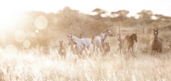 Charlottenberg Arabians 