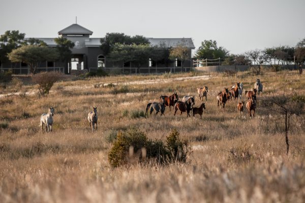 Charlottenberg Arabians 