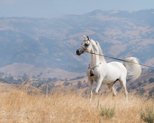 Om El Bellissimo The Arabian Magazine Stallion Directory